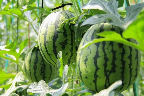 大学吃瓜群众免费吃瓜微信,微信带你领略校园风云