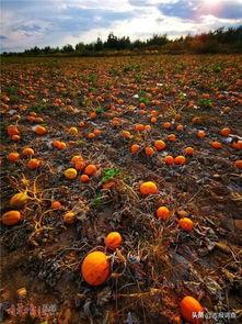 世界顶级吃瓜场面,一场视觉与味蕾的双重盛宴