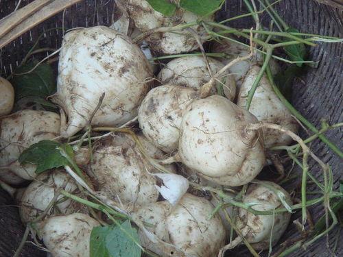 云南土瓜怎么吃,探寻地方特色美食之旅