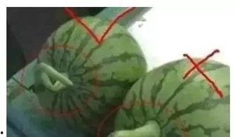 哪里有QQ吃瓜群,探寻QQ吃瓜群的神秘世界