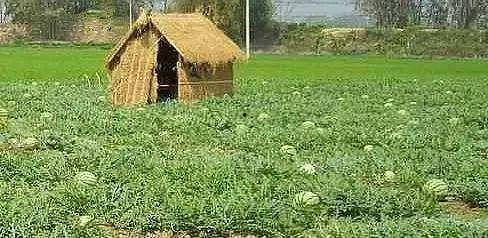 摆摊吃瓜群众好吗,街头巷尾的人间烟火