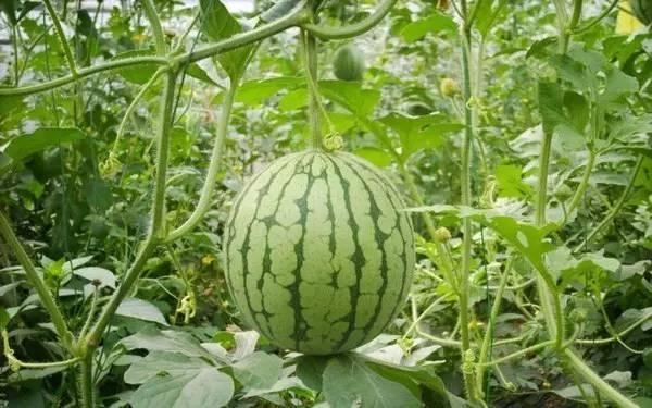 成都余哥吃瓜,揭秘娱乐圈幕后故事