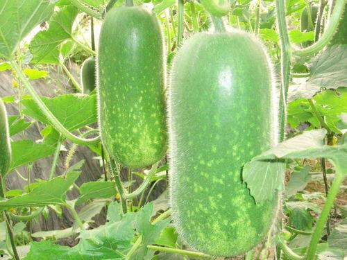 璟璟吃瓜,揭秘娱乐圈幕后故事