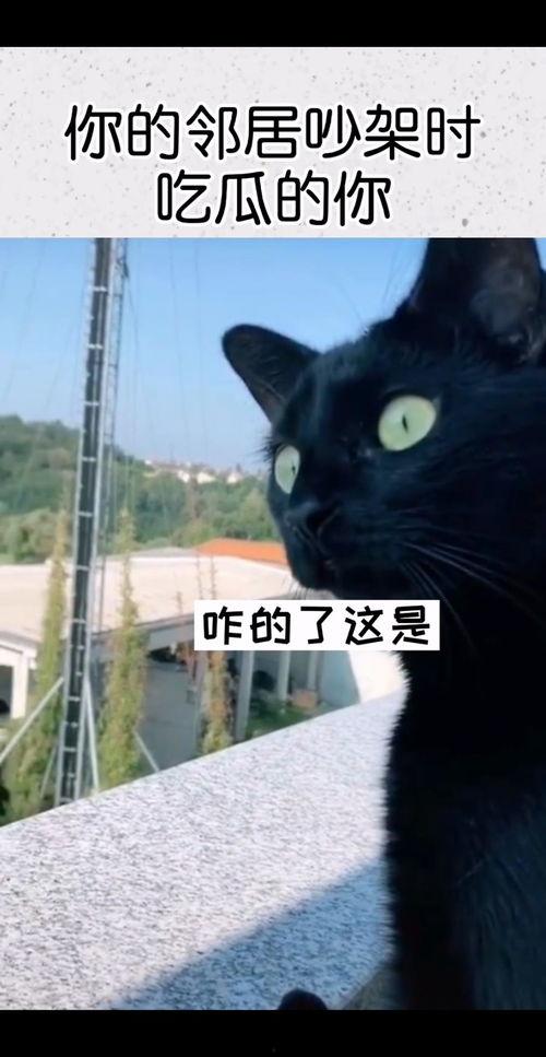 吵架吃瓜配乐,吃瓜群众狂欢曲