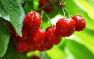 樱桃吃瓜,探寻夏日消暑美食新风尚