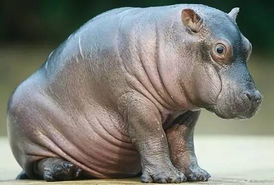 河马君妈妈吃瓜,揭秘娱乐圈幕后故事