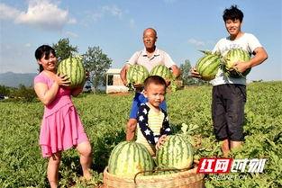 蓝山县吃瓜,品味田园生活新篇章