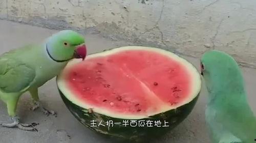 鸡吃的瓜种子,探寻生态农业新篇章