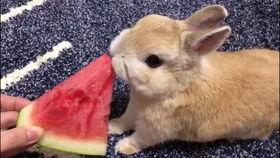 兔子吃瓜,探寻绿色生态养殖新风尚