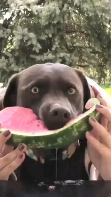 毫无违和感吃瓜,毫无违和感吃瓜指南