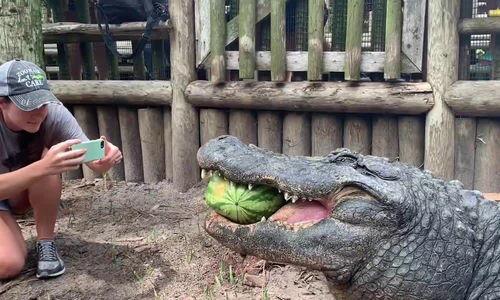 动物吃瓜的视频,动物们的“吃瓜”大作战