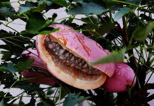 绿色八月瓜怎么吃呢