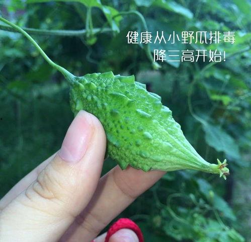 小野野吃瓜,揭秘娱乐圈幕后故事