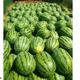 宿州砀山吃瓜事件,一场引发热议的夏日奇闻